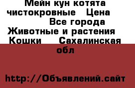 Мейн-кун котята чистокровные › Цена ­ 25 000 - Все города Животные и растения » Кошки   . Сахалинская обл.